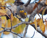 Audubons Warbler