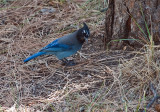 Stellers Jay