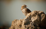 Savannah Sparrow