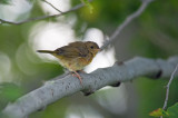 Common Yellowthroat (Immature Female)