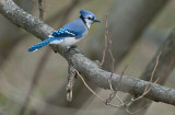 Blue Jay