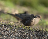 Female Brown-Headed Cowbird