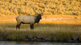 Bull Elk Near Madison River