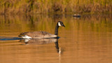 Canda Goose on Madison River