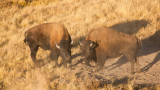 Young Bison Bulls Testing Each Other