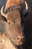 Bison Closeup