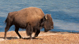 Bison Bull Along Yellowstone River