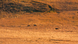 Three Gray Wolves Stalking Elk in Hayden Valley