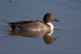 Pintail Duck and Reflection.jpg