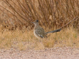 Roadrunner by Roadside.jpg