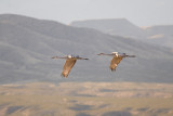Sandhill Cranes in Flight.jpg
