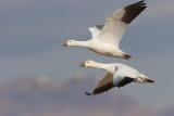 Snow Geese in Flight.jpg