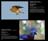 Birds_13.jpg
