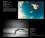Birds_14.jpg