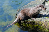 European Otter, Lutra lutra, Odder 2