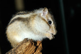Siberian chipmunk, Tamias sibiricus, Sibirisk jordegern 2