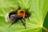 New garden bumblebee. tree bumblebee, Bombus hypnorum, Hushumle 1
