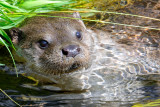 European Otter, Lutra lutra, Odder 5