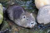 Coypu, Nutria, Myocastor coypus, Sumpbver 1