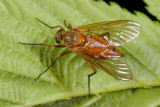 Marsh Snipe Fly, Rhagio tringarius 2