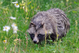 Raccoon Dog, Nyctereutes procyonoides, Mrhund 1