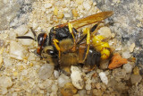 European beewolf, Philanthus triangulum, Biulv 5