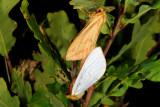 Ghost Moth, Hepialus humuli, Humleder 6