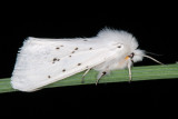 White Ermine, Spilosoma lubricipeda, Almindelig tigerspinder 1