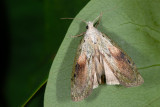 Bee Moth, Aphomia sociella 1