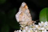 Tawny-barred Angle, Macaria liturata, Fyrre-skovmler 1