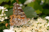 Painted Lady, Vanessa cardui, Tidselsommerfugl 4