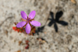 Redstem Storksbill, Erodium cicutarium, Hejrenæb 1