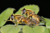 Helophilus pendulus, Almindelig sumpsvirreflue 1