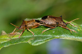 Spiked Shield Bug, Picromerus bidens, Torntge 1