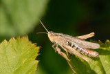 Grasshopper, Grshoppe 1