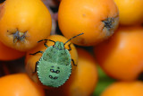 Green Shieldbug, Palomena prasina, Grn bredtge - nymfe 1