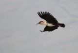 Andean Ibis