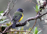 Black-chested Mountain-Tanager