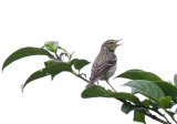 Blackpoll Warbler