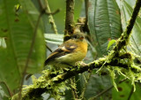 Handsome Flycatcher