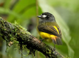 Ornate Flycatcher