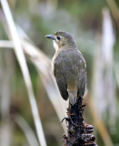 Tawny Antpitta