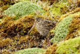 Andean Snipe