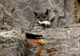 Great Horned Owl
