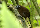 Zelendons Antbird
