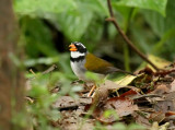 Orange-billed Sparrow