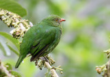 Orange-breasted Fruiteater