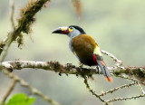 Plate-billed Mountain-Toucan