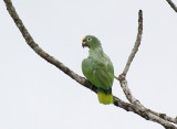 Yellow-crowned Parrot