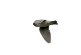 Cliff Swallow